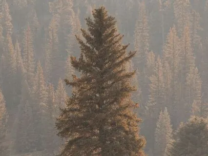 Embracing Loneliness