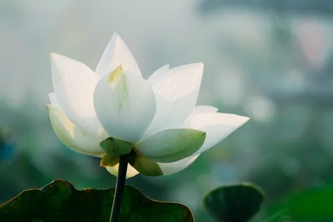 Embracing Recovery With Your Mind & Body