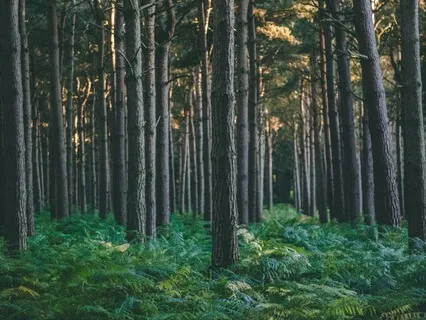 Embracing Reflection Music For Anxiety Relief