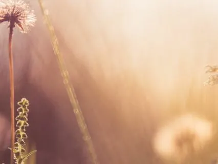 Embracing The Art Of Letting Be