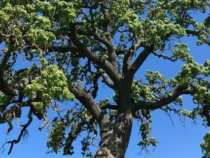 Embracing The Journey: A Meditation On Aging Gracefully