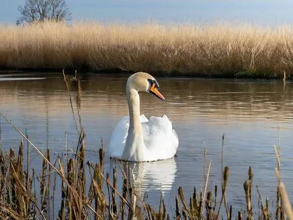 Embracing The River: A Sleepy Bedtime Journey