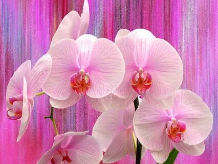 Embracing The Sacred Evolution Within