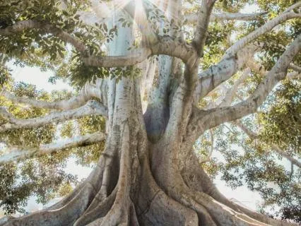 Embracing The Tree / Daoist Standing Meditation