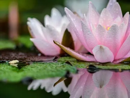 Embracing The Wisdom Of The Five Elements During Menopause