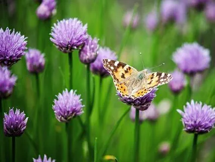 Embracing Transformation With Butterflies