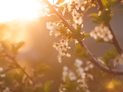 Embracing Vulnerability (Healing Sound Bath)
