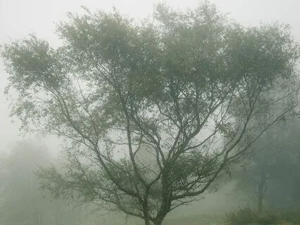 Embracing Your Inner Child