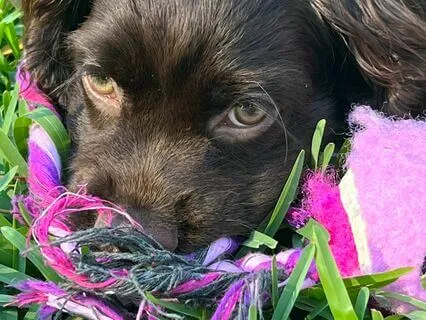 Embroidery - A Short Story By Ray Bradbury