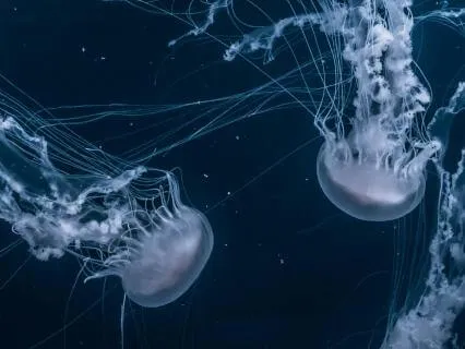 EMDR-Inspired | Parasympathetic Nervous System Healing