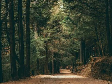 Emerald Forest - Celtic Vibrations For Deep Earth Connection