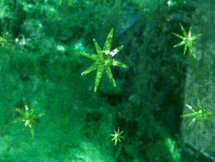 Emerald Green Reiki Healing For Pets And People