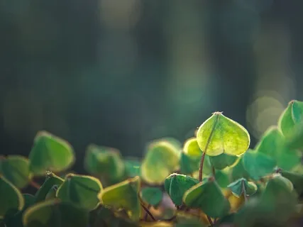 Emerald Heart Chakra Activation