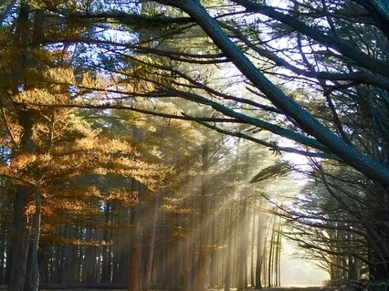 Emergence From Shadows