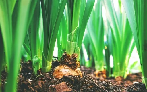 Emergence - Winter Bulb Visualisation