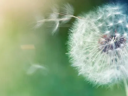 Emergency Panic Attack Rescue