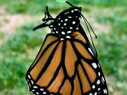 Butterfly : Emerging With Grace