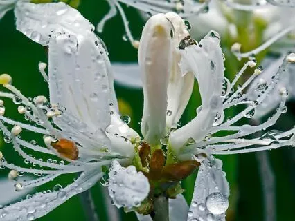 Emerson: The Rhodora