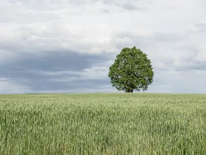 Emotion Is the Only Evidence