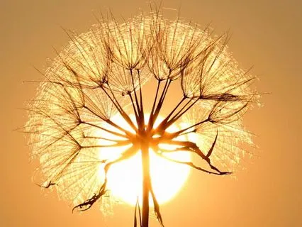 Emotional Alchemy: Process Difficult Emotions