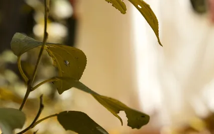 Emotional Cleanse & Healing