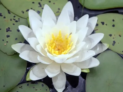 Emotional Delusion Technique