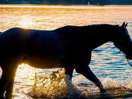 Emotional Detox | 417 Hz