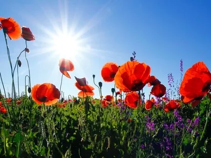 Emotional Emergency Pause