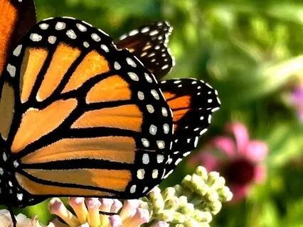 Emotional Entanglement - Gardening Your Soul 1/4 ~ E116