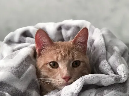 Emotional Flashback Grounding - Trauma Informed