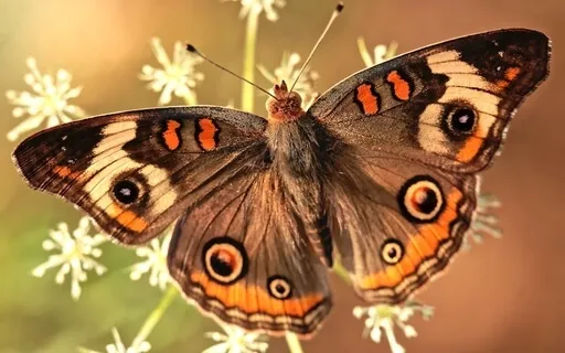 Emotional Flashbacks Present Moment Practice