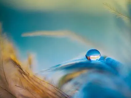 Emotional Harmony For The Organs