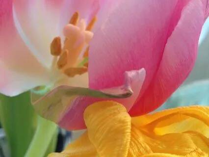 Spring Flowers for a New Beginning | Relaxing Piano Music