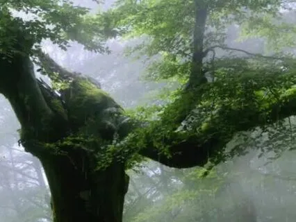 Emotional Healing|Delta Waves|Sleep & Relaxation