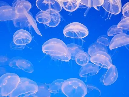 Emotional Healing For Sensitive Souls With Jellyfish