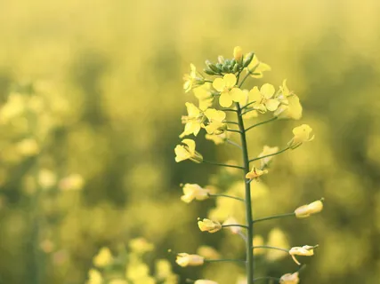 Emotional Healing Practice