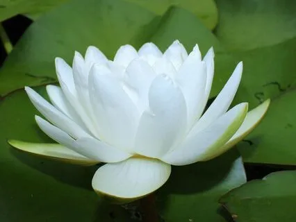 Emotional Healing With Kuan Yin And The Water Dragon