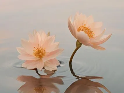 Emotional Overwhelm Rescue For Highly Sensitive People