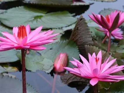 Emotional Release Meditation: Let Go & Find Inner Peace