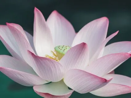 Emotional Release – Theta Plant Meditation For Healing