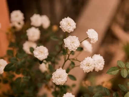 Emotional Release Through The Skin