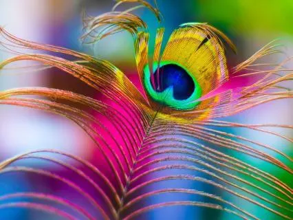 Emotional Wisdom, Episode 2: Interest Metta Meditation