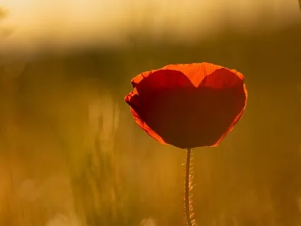 Emotions - Our Basic Needs