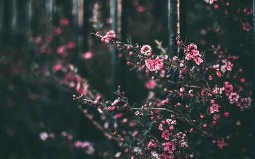 Empath Protection & Healing Sleep Affirmations