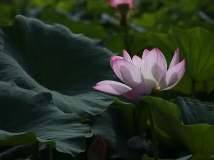 Empathetic Joy - Mudita, Brahmavihara Series