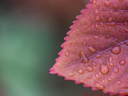 Empathy May Manifest Itself In Physical Sickness Symptoms - The Mind-Body Connection