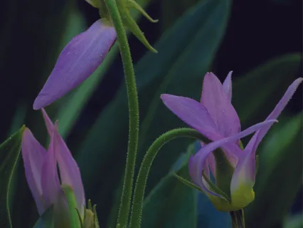 Empathy Visualization