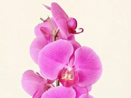 Empower Your Cycle: Holistic Strategies For Menstrual Health