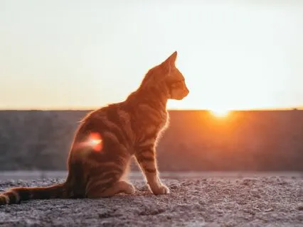 Empower Your Presence: 6-Minute Energy Session