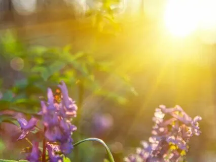 Empowering Morning Affirmations To Start Your Day